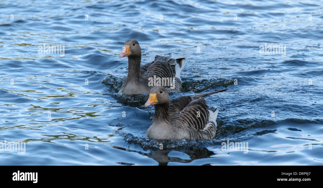 Deux oies la baignade dans un lac d'eau bleu à Regents Park Banque D'Images