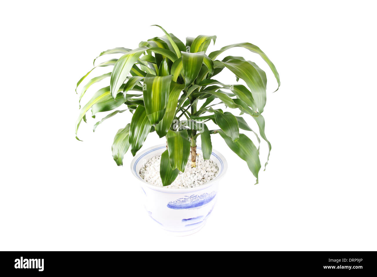 Dracaena fragrant en pot Banque D'Images