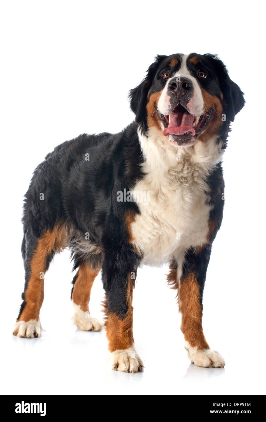 Portrait d'un bouvier bernois pure race, in front of white background Banque D'Images