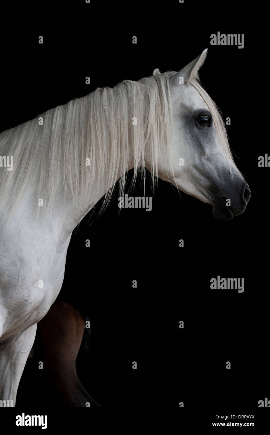 Pure white Arabian mare debout contre un fond noir avec la queue de son poulain presque cachée derrière son Banque D'Images