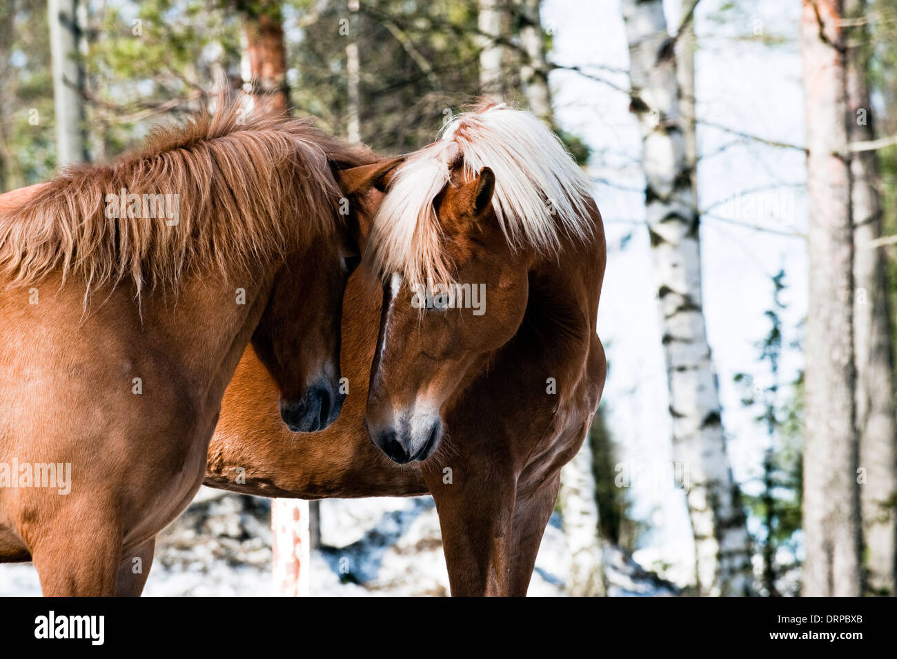 Paire de chevaux finnois 'kissing' dans les bois Banque D'Images