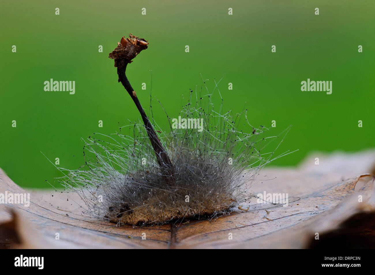 Le cheveu-comme le filetage du moule de capot (Spinellus fusiger) de plus en plus les branchies d'un champignon non identifiés dans la région de Clumber Park Banque D'Images