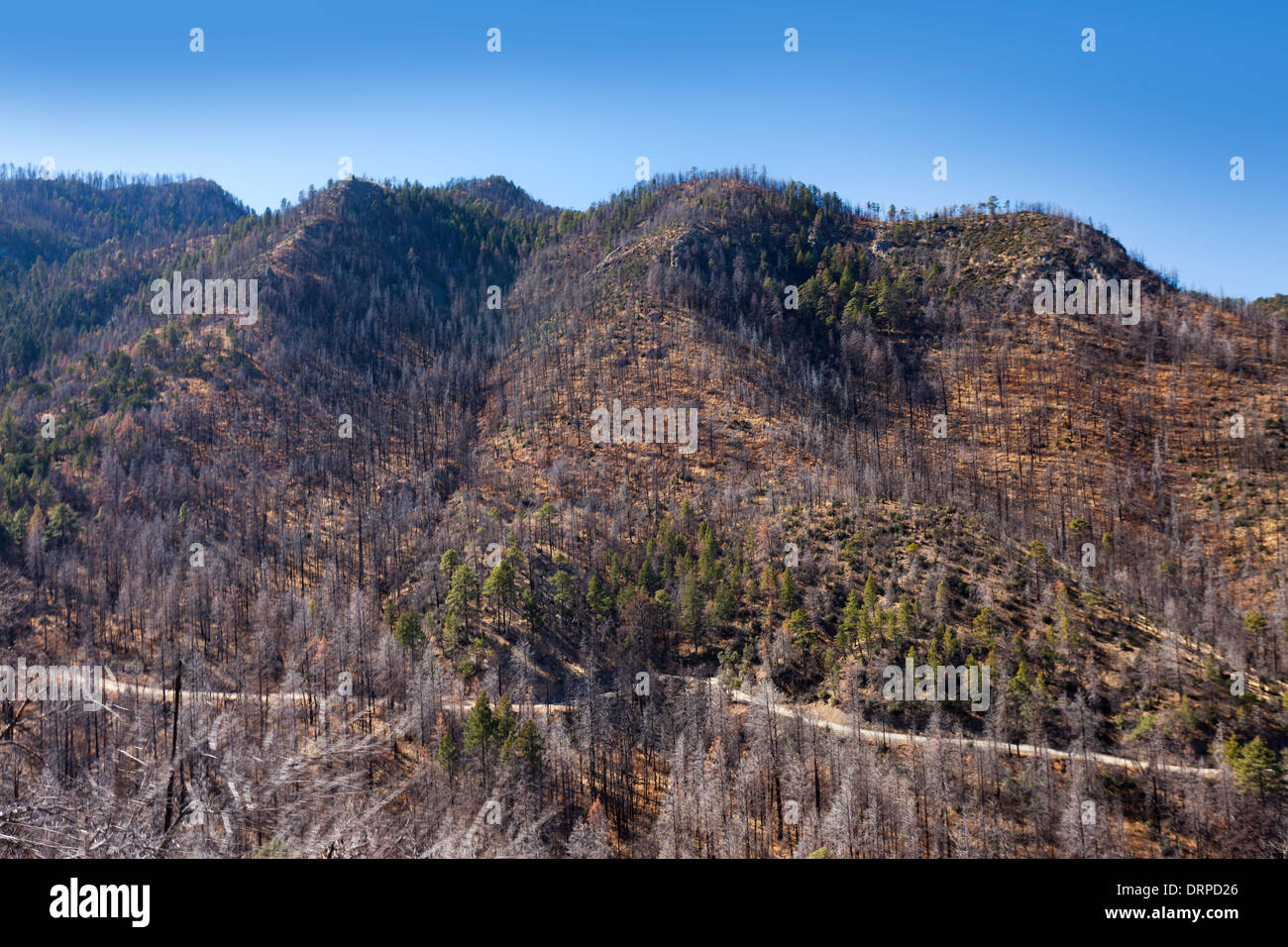 Forêt de pins brûlés sur les pentes dans les Apaches Chiricahua National Park, Arizona, USA Banque D'Images