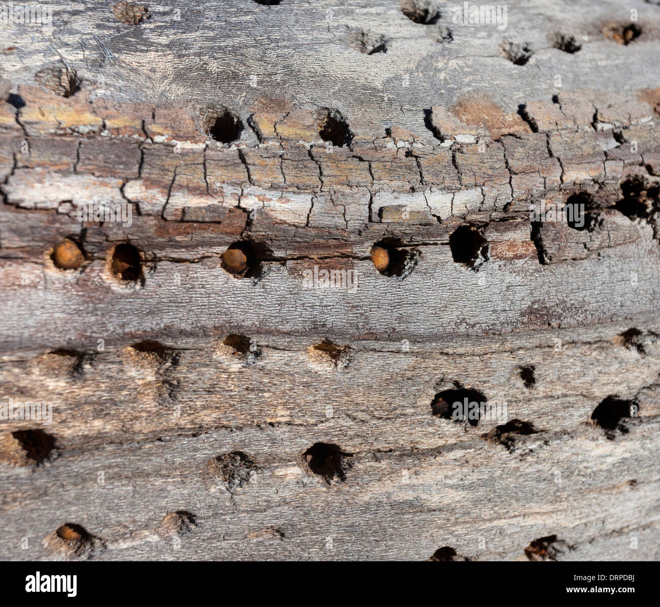 Écrous stockées dans des trous dans un arbre, probablement par un oiseau. Banque D'Images