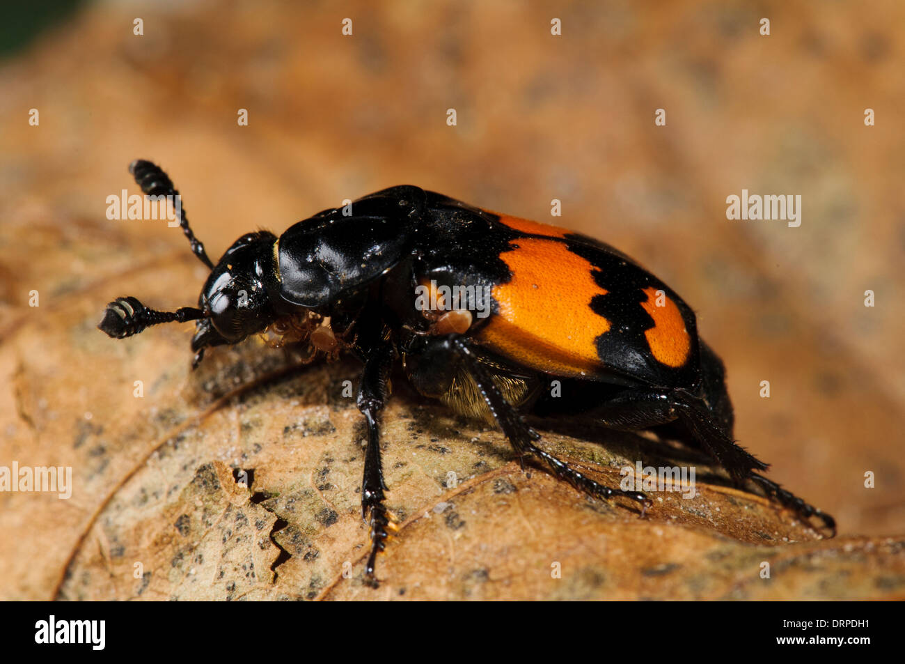 Sexton Beetle (Nicrophorus sp.), des profils marcher sur une feuille morte à Clumber Park, Nottinghamshire. Octobre. Banque D'Images