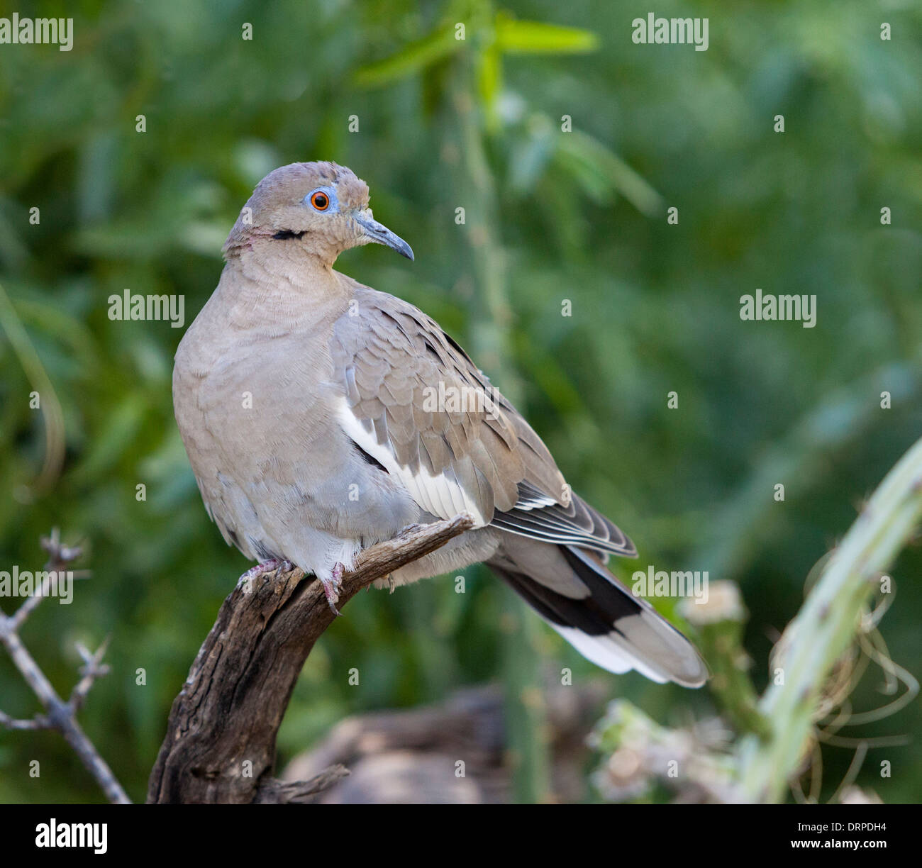 La colombe (Zenaida asiatica) est une colombe dont la gamme s'étend du sud-ouest des Etats-Unis par le Mexique. Banque D'Images