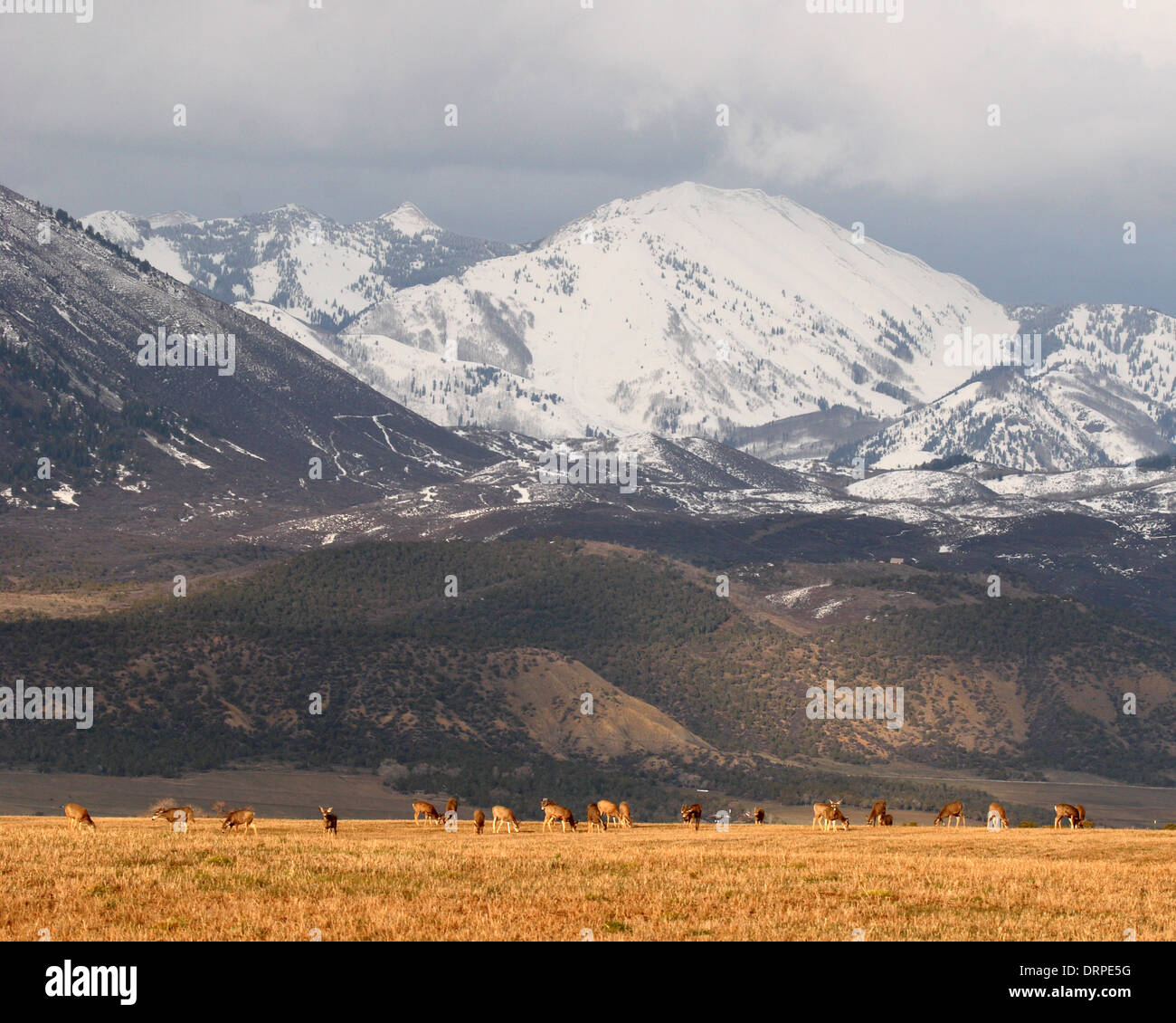 Un troupeau de cerfs-mulets sous les montagnes Rocheuses au printemps. Banque D'Images