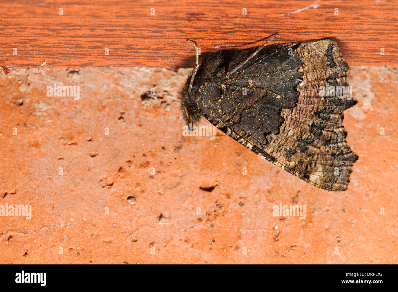 Petite écaille (Aglais urticae), des profils de veille sous une étagère dans un garage de Sowerby, Thirsk, Yorkshire du Nord. Octobre. Banque D'Images