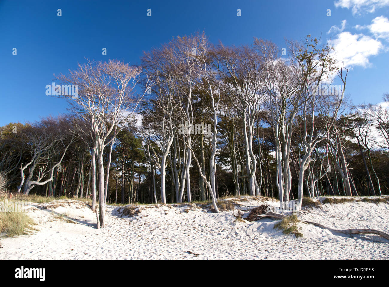 Plage de darss, Allemagne Banque D'Images