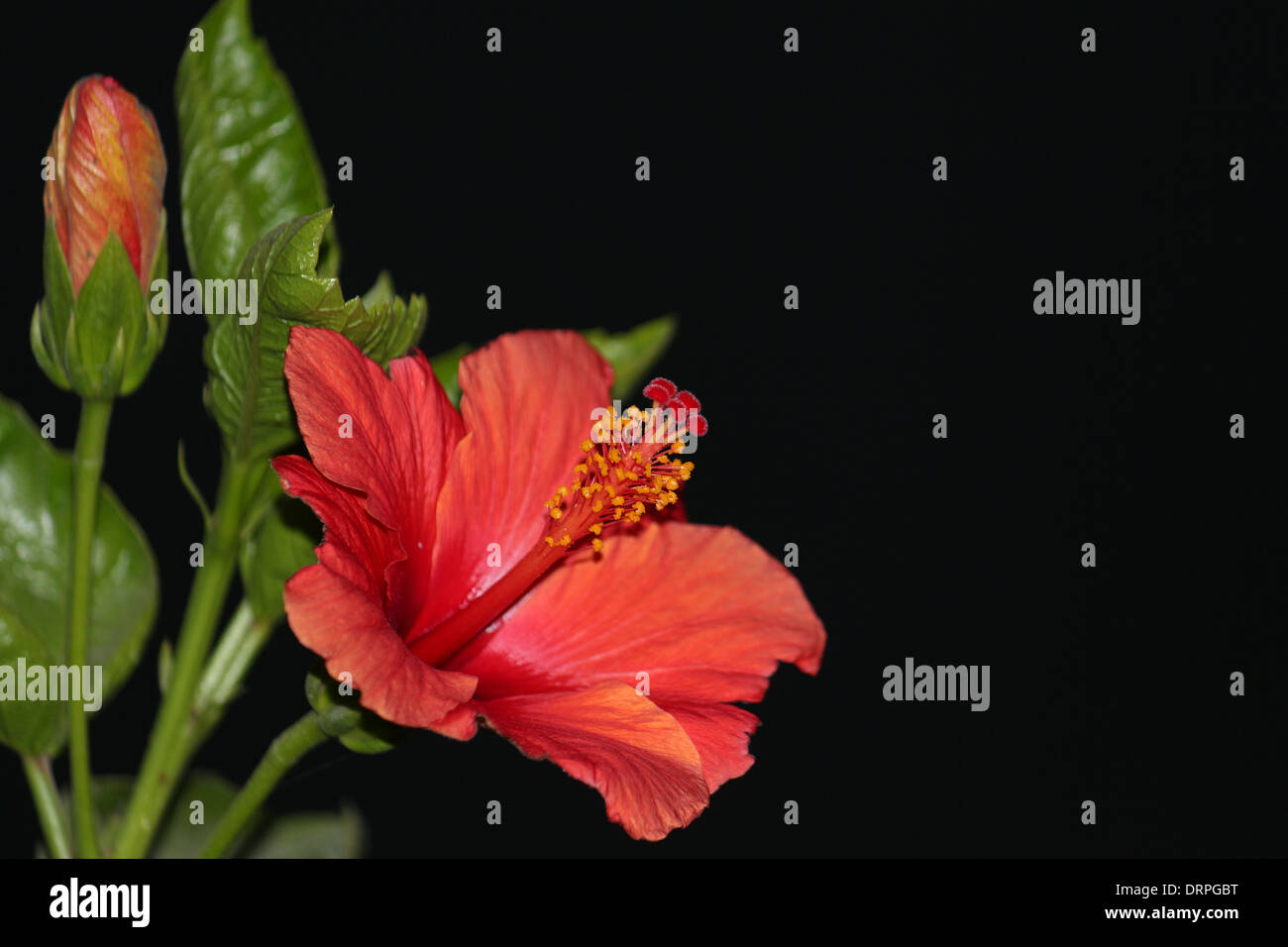 Fleur d'hibiscus rouge sur fond noir Banque D'Images Fleur d'hibiscus rouge sur fond noir Banque D'Images