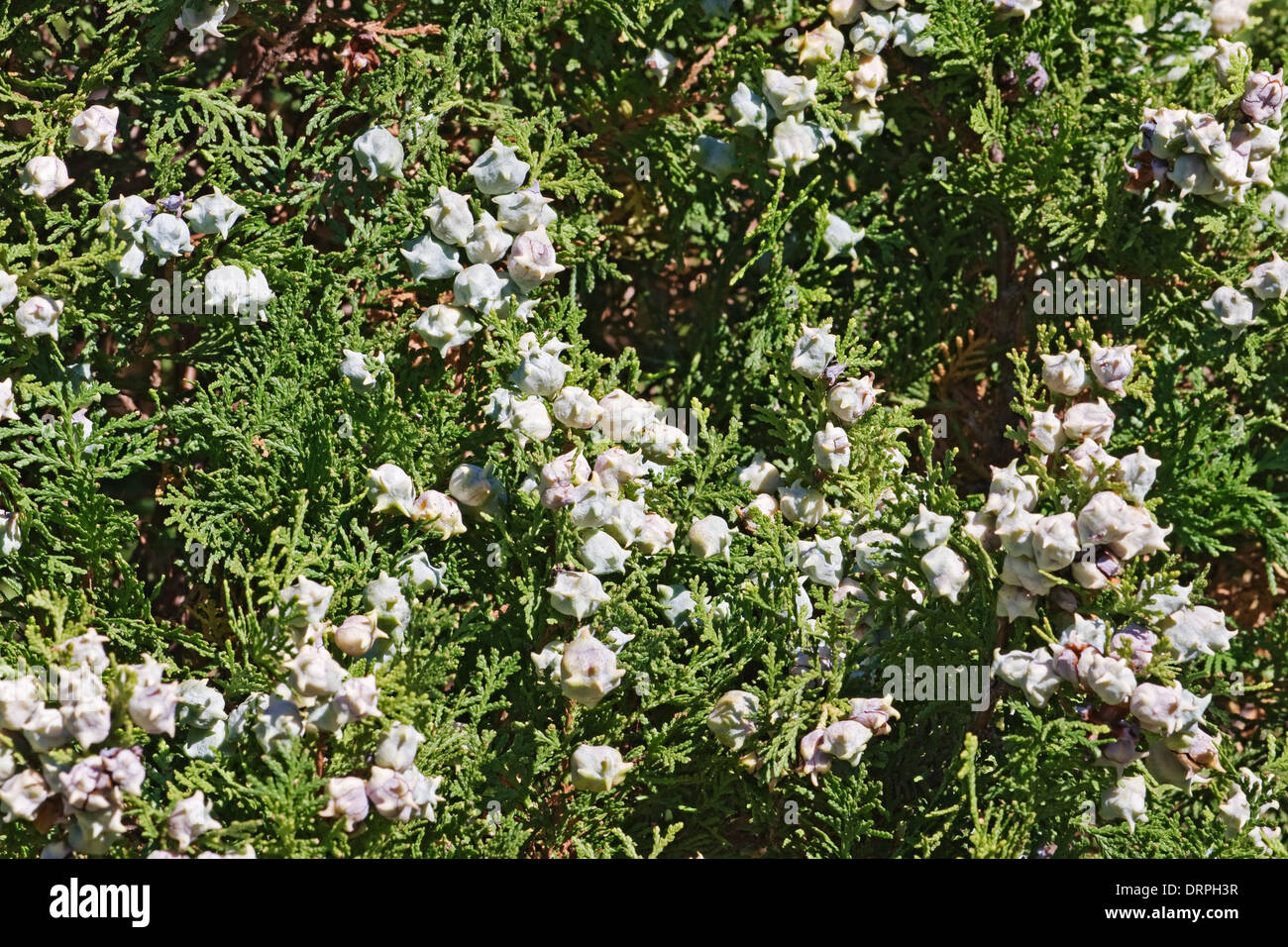Platycladus orientalis Oriental (Thuya) Banque D'Images