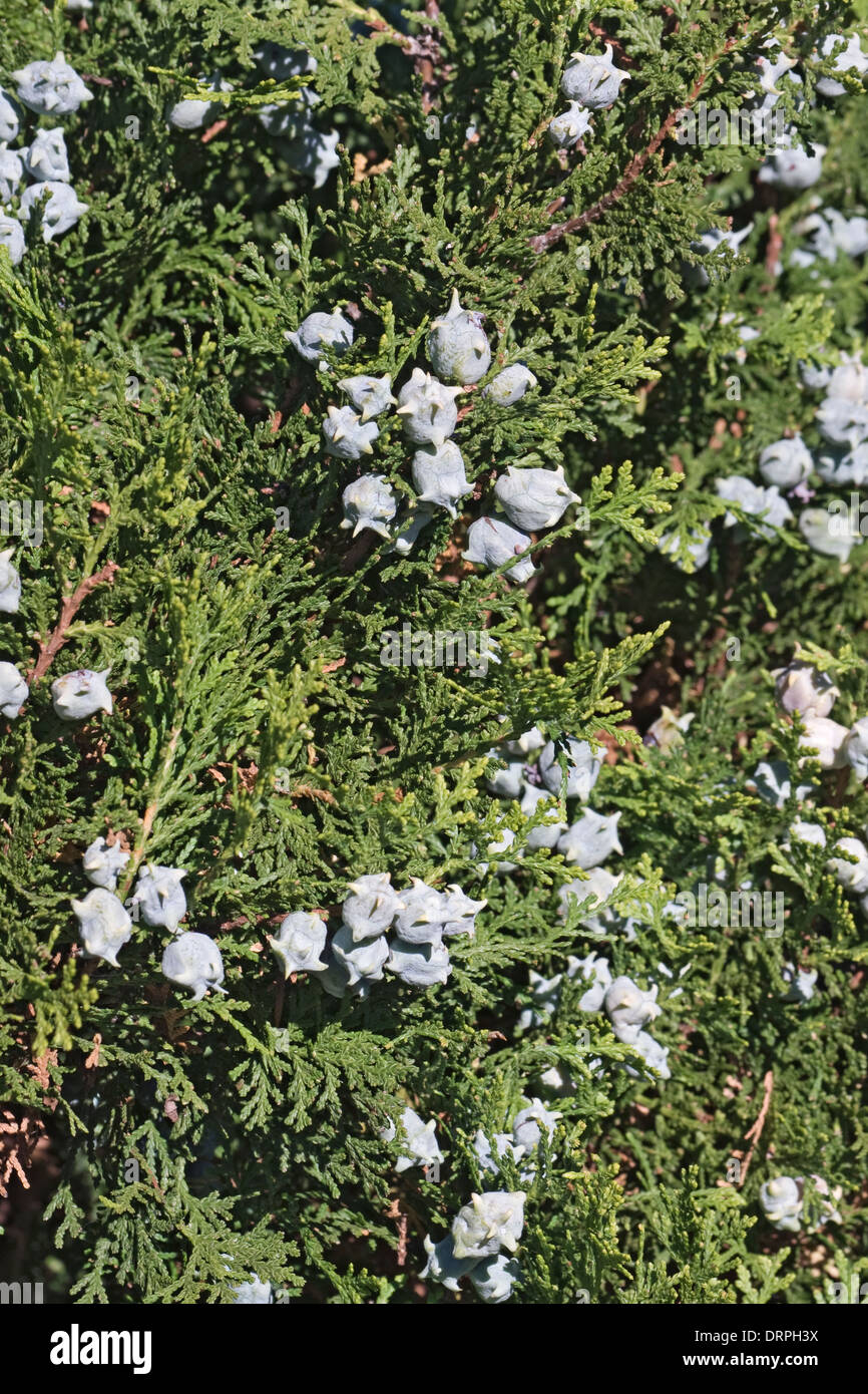 Platycladus orientalis Oriental (Thuya) Banque D'Images