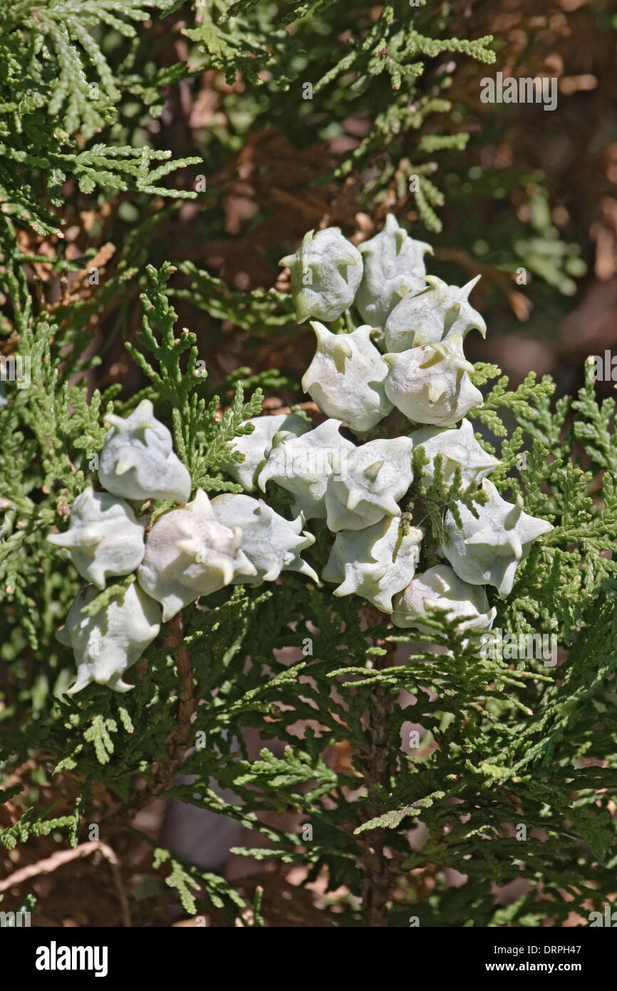 Platycladus orientalis Oriental (Thuya) Banque D'Images