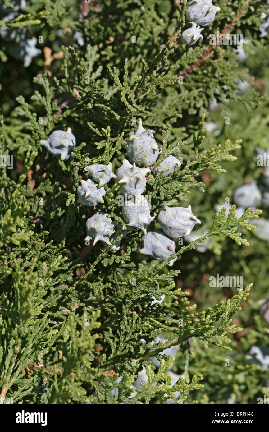 Platycladus orientalis Oriental (Thuya) Banque D'Images