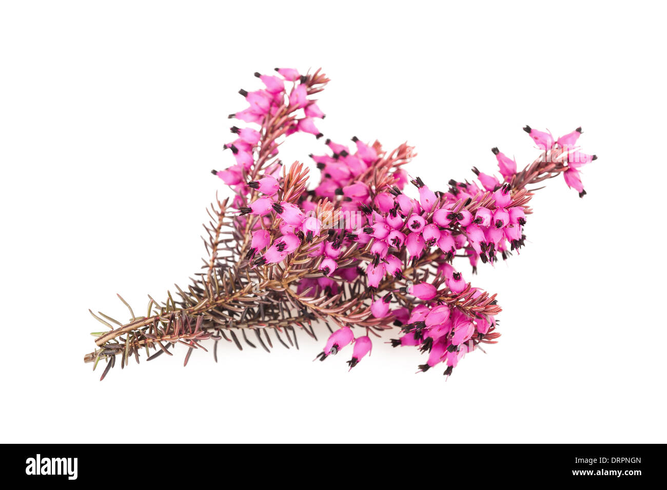 Purple heather branch isolé sur fond blanc Banque D'Images