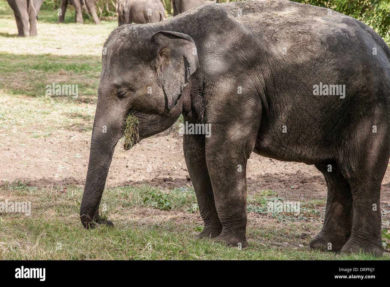 Grignotage éléphant l'herbe dans le Parc National Minneriya, Sri Lanka Banque D'Images