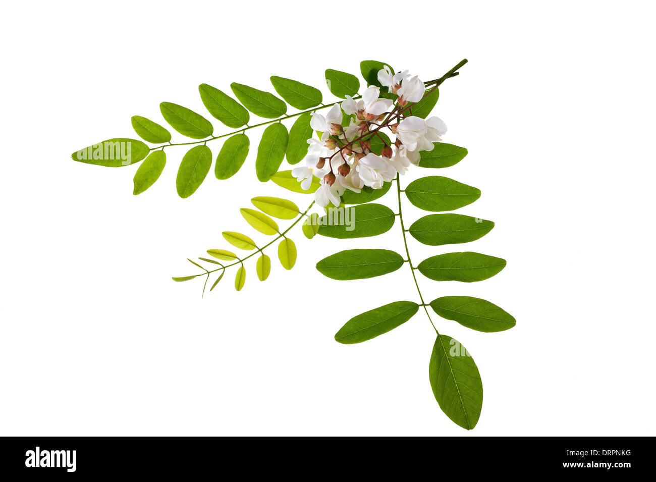 Feuilles et fleurs d'Acacia isolated on white Banque D'Images