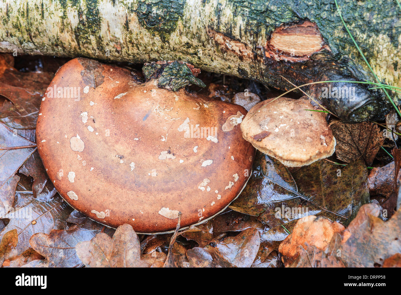 Langue maternelle de bouleau, Piptoporus betulinus champignons d'une carcasse de bouleau Banque D'Images