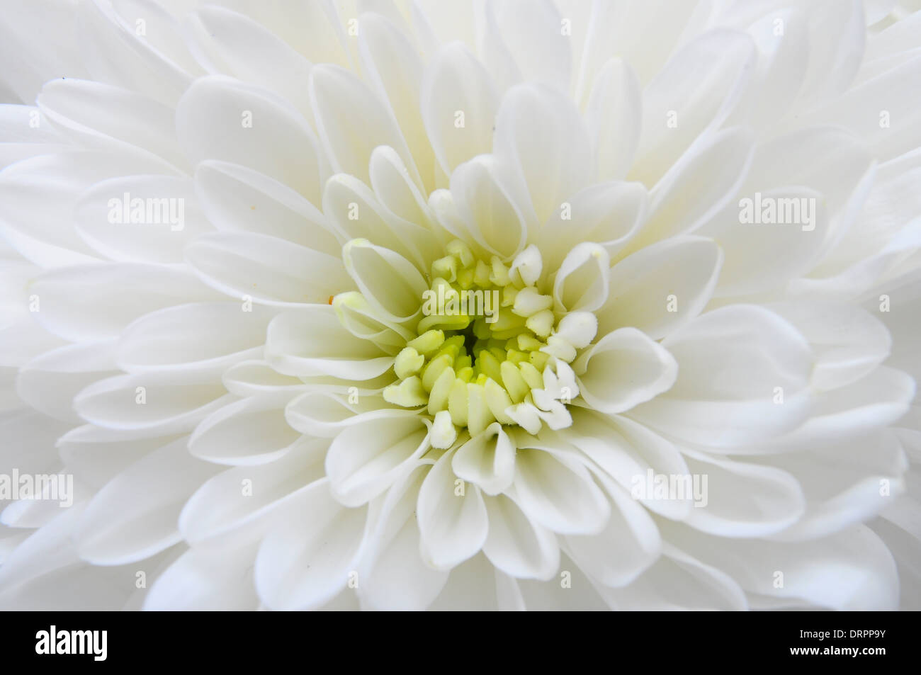 Close up de pétales blancs, et pistils de fleur coeur fond ou texture pour aster Banque D'Images