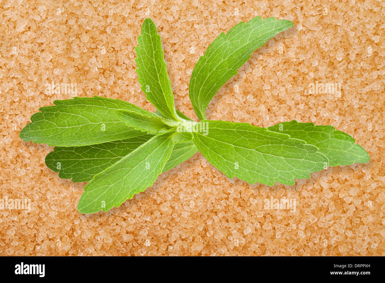Les feuilles de Stevia sur fond de sucre de canne Banque D'Images