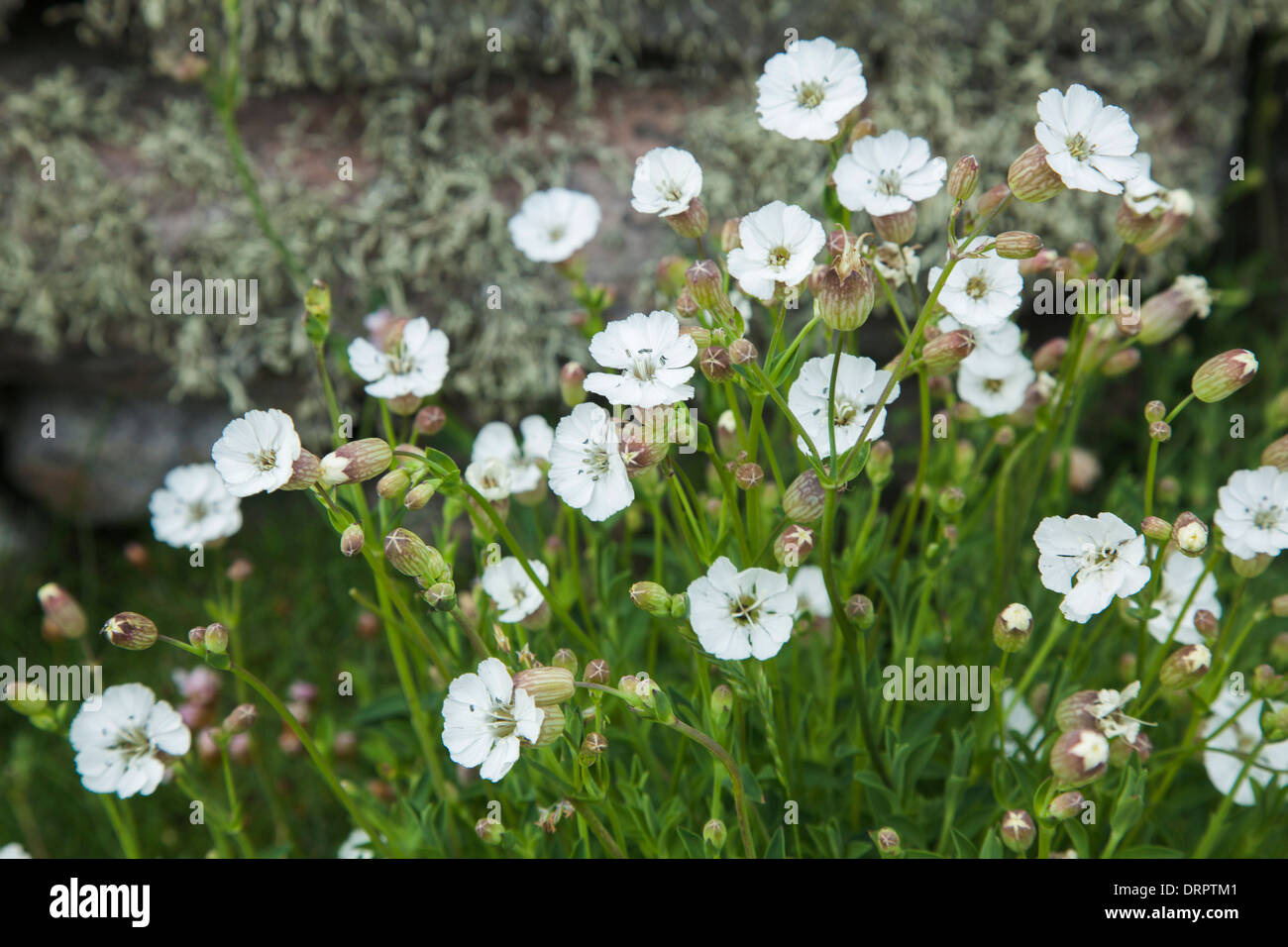 Mer (Silene uniflora) à côté d'un mur de pierre, Inishmurray isalnd, Comté de Sligo, Irlande. Banque D'Images
