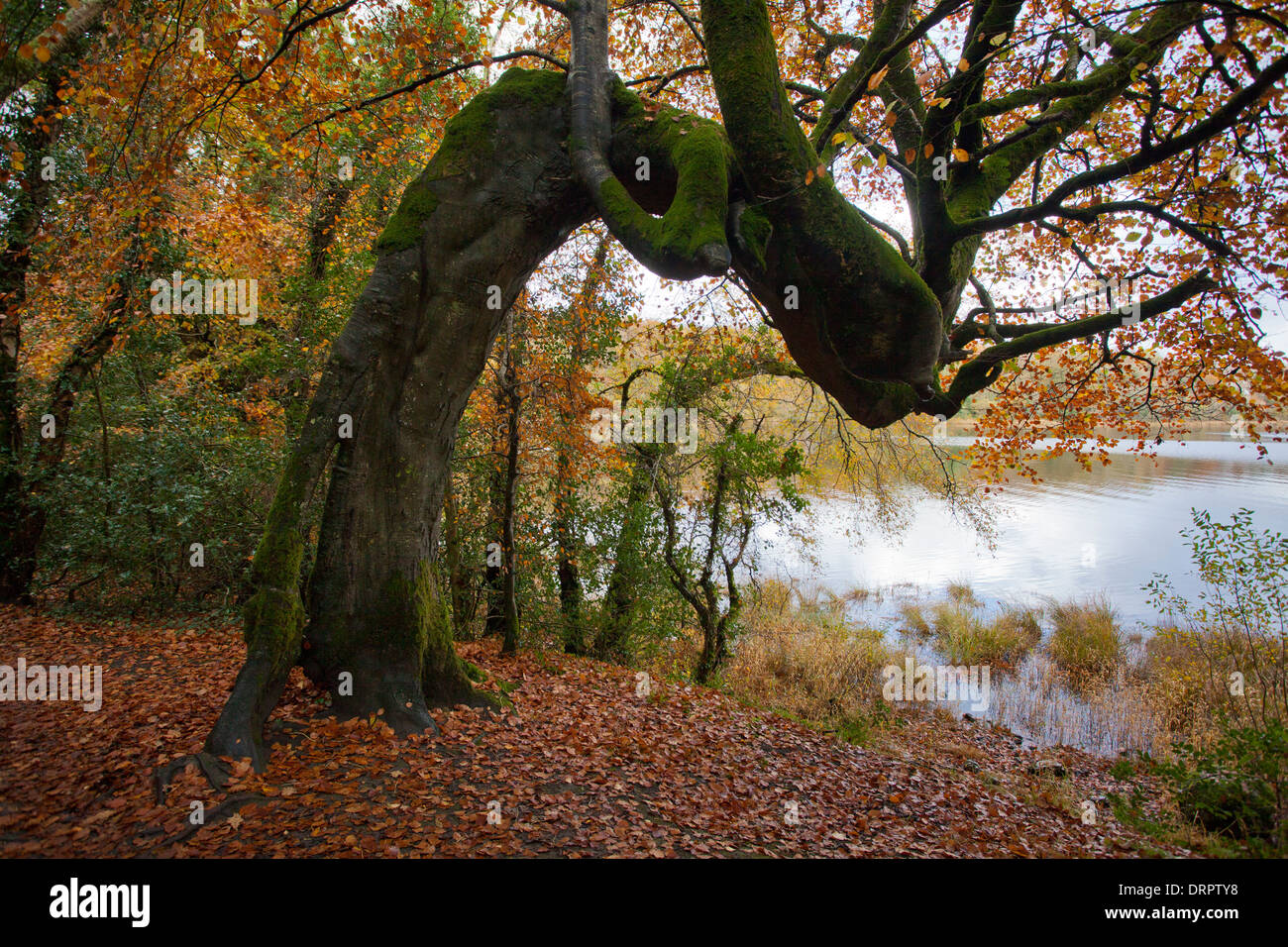 Automne hêtre sur la rive du Lough Gill, Hazelwood, Comté de Sligo, Irlande. Banque D'Images