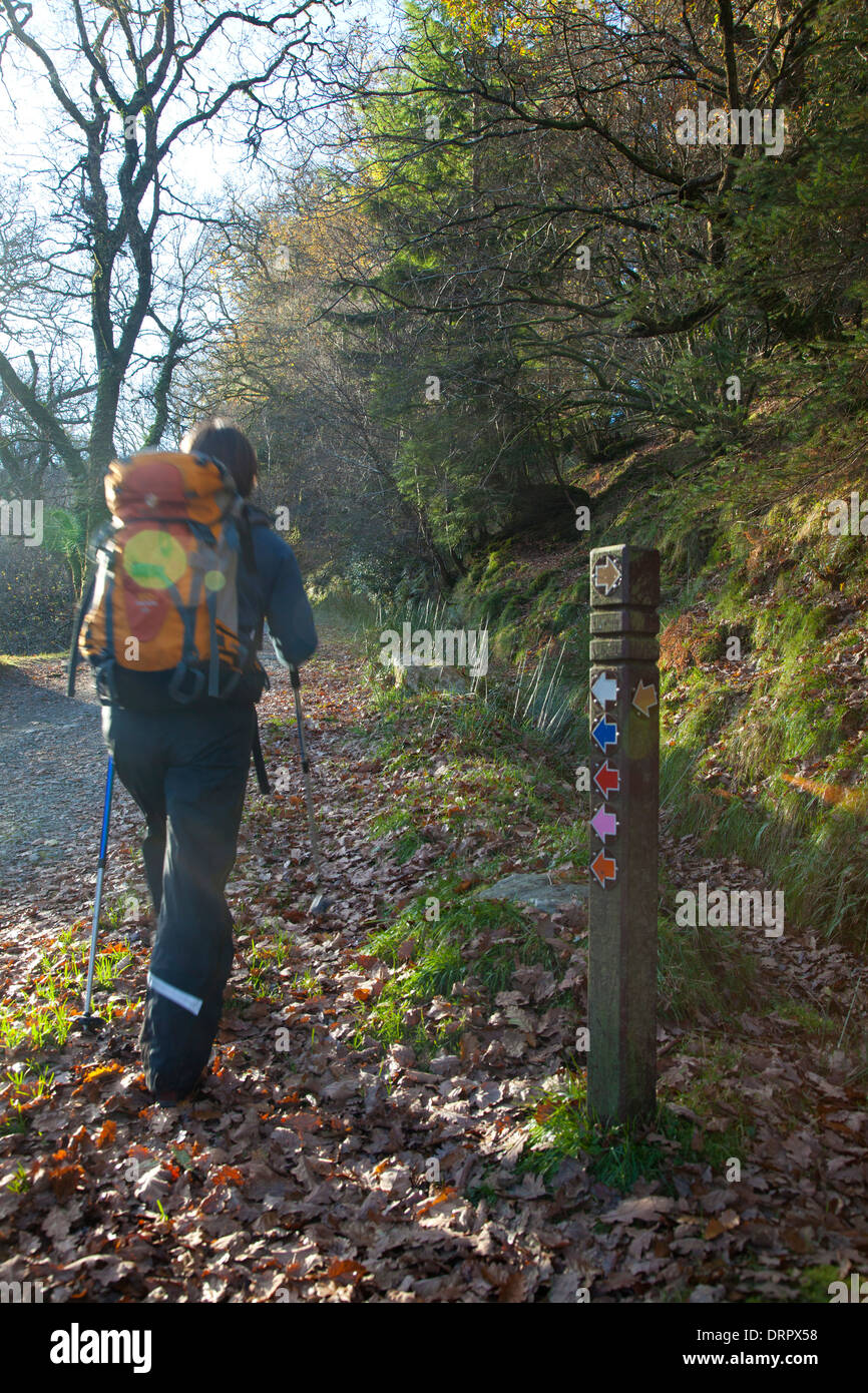 Walker dans Lugduff Forêt, Glendalough, Wicklow Mountains National Park, comté de Wicklow, en Irlande. Banque D'Images