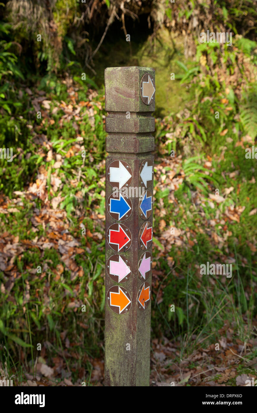 Dans Lugduff waymarking marche post Forêt, Glendalough, Wicklow Mountains National Park, comté de Wicklow, en Irlande. Banque D'Images