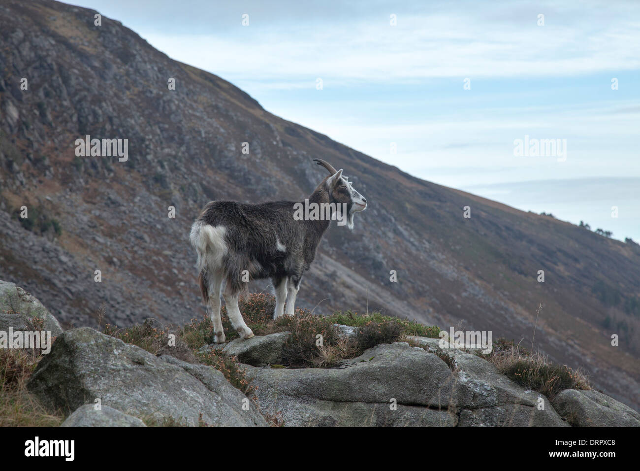 Chèvre sauvage dans la partie supérieure de la vallée de Glendalough, Wicklow Mountains National Park, comté de Wicklow, en Irlande. Banque D'Images