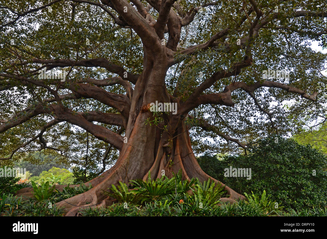 Racines tordues de Moreton Bay Fig Tree (arbre banyan (Ficus macrophylla)), Banque D'Images