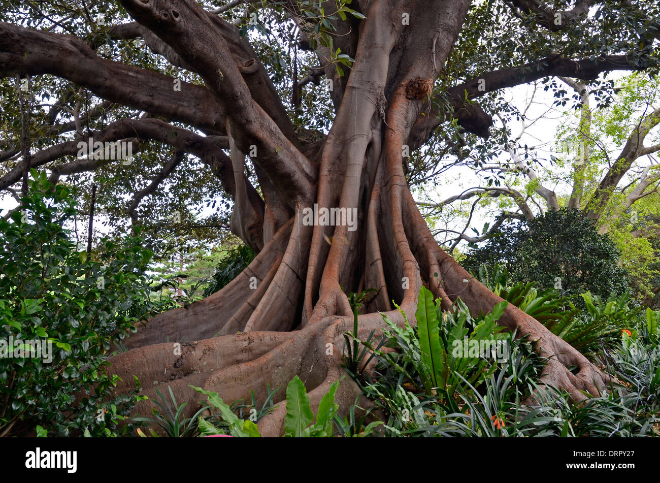 Racines tordues de Moreton Bay Fig Tree (arbre banyan (Ficus macrophylla)), Banque D'Images