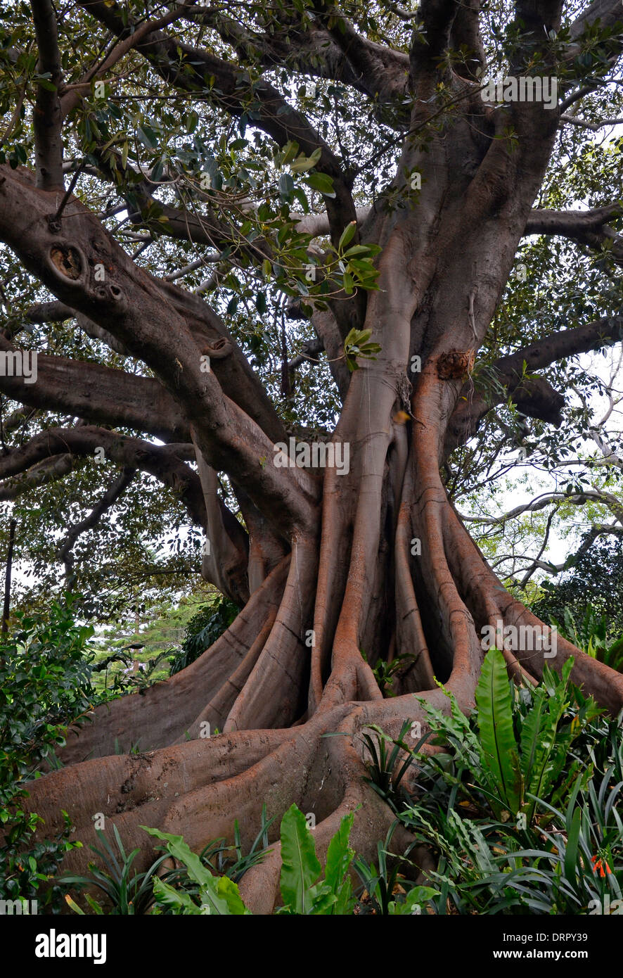 Racines tordues de Moreton Bay Fig Tree (arbre banyan (Ficus macrophylla)), Banque D'Images