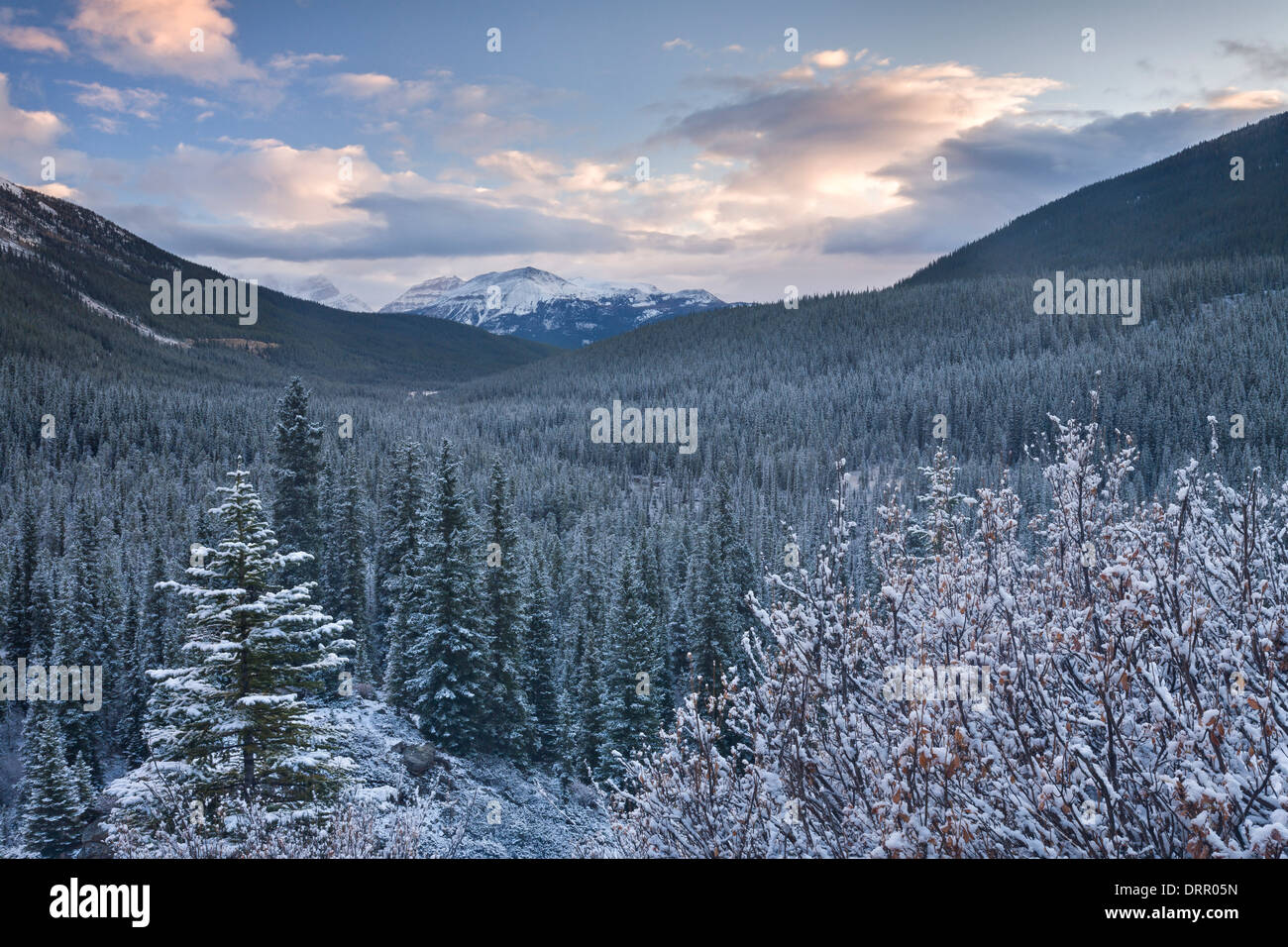 Forêt de pins saupoudré de neige dans les Rocheuses canadiennes, le parc national Banff, Alberta, Canada. Banque D'Images
