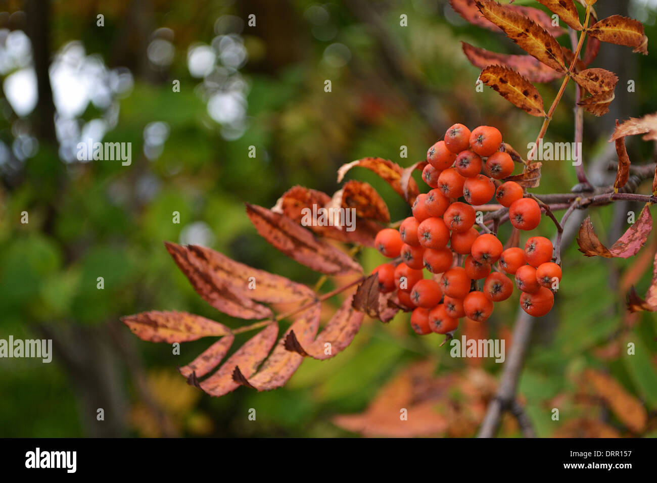 Mountain ash baies rouges mûres avec branches Banque D'Images