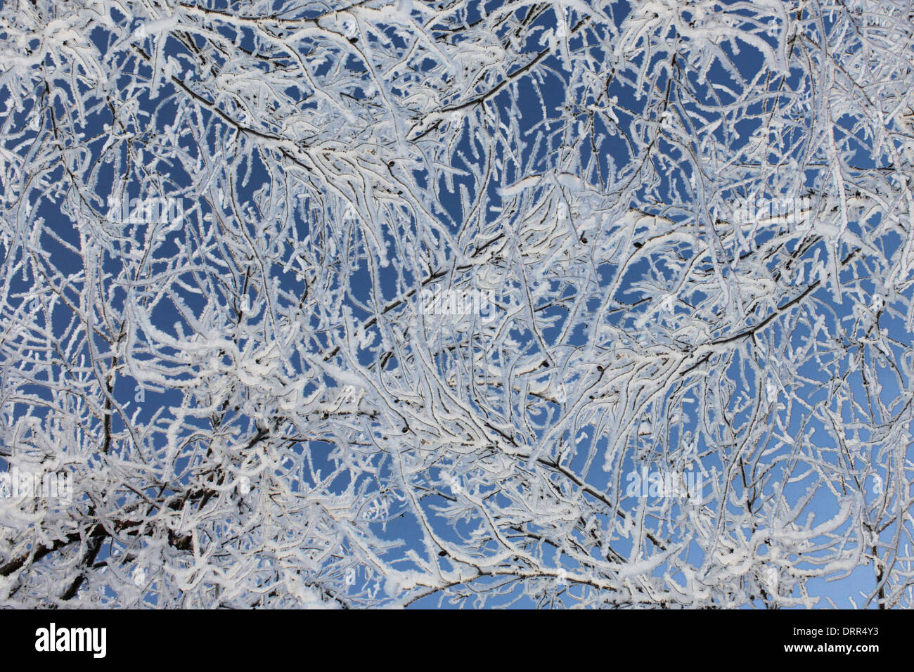 Close up de branches d'arbre couvert de neige Banque D'Images