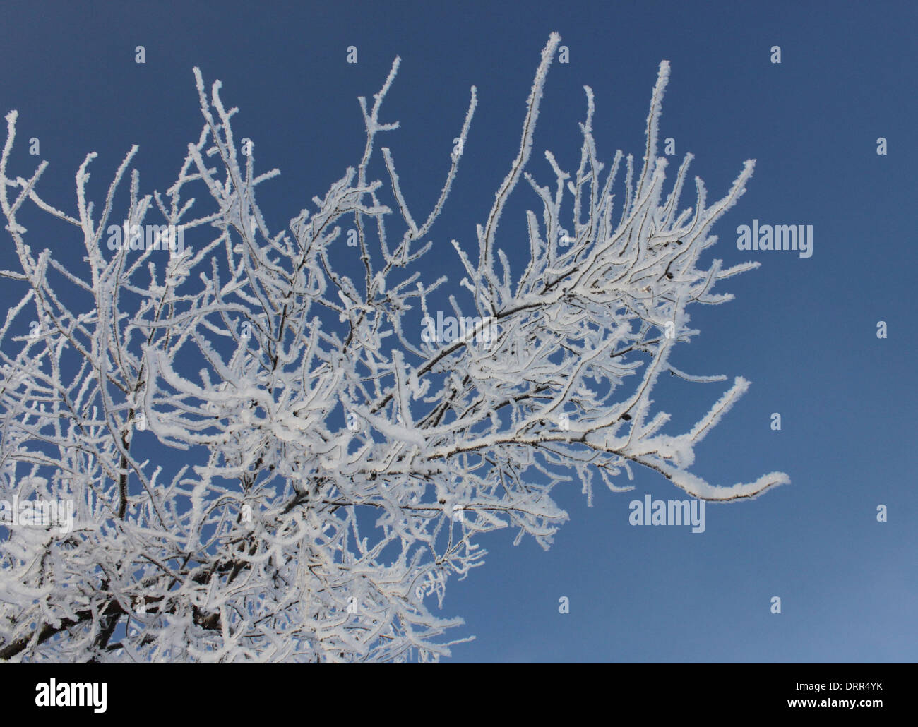 Close up de branches d'arbre couvert de neige Banque D'Images