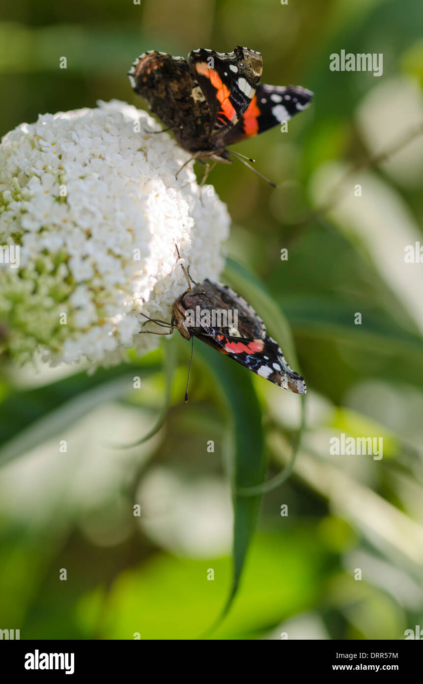 L'amiral rouge deux papillons sur fond blanc sur un Buddleia après-midi d'été ensoleillé dans mon jardin en Cumbria, Angleterre, Royaume-Uni Banque D'Images