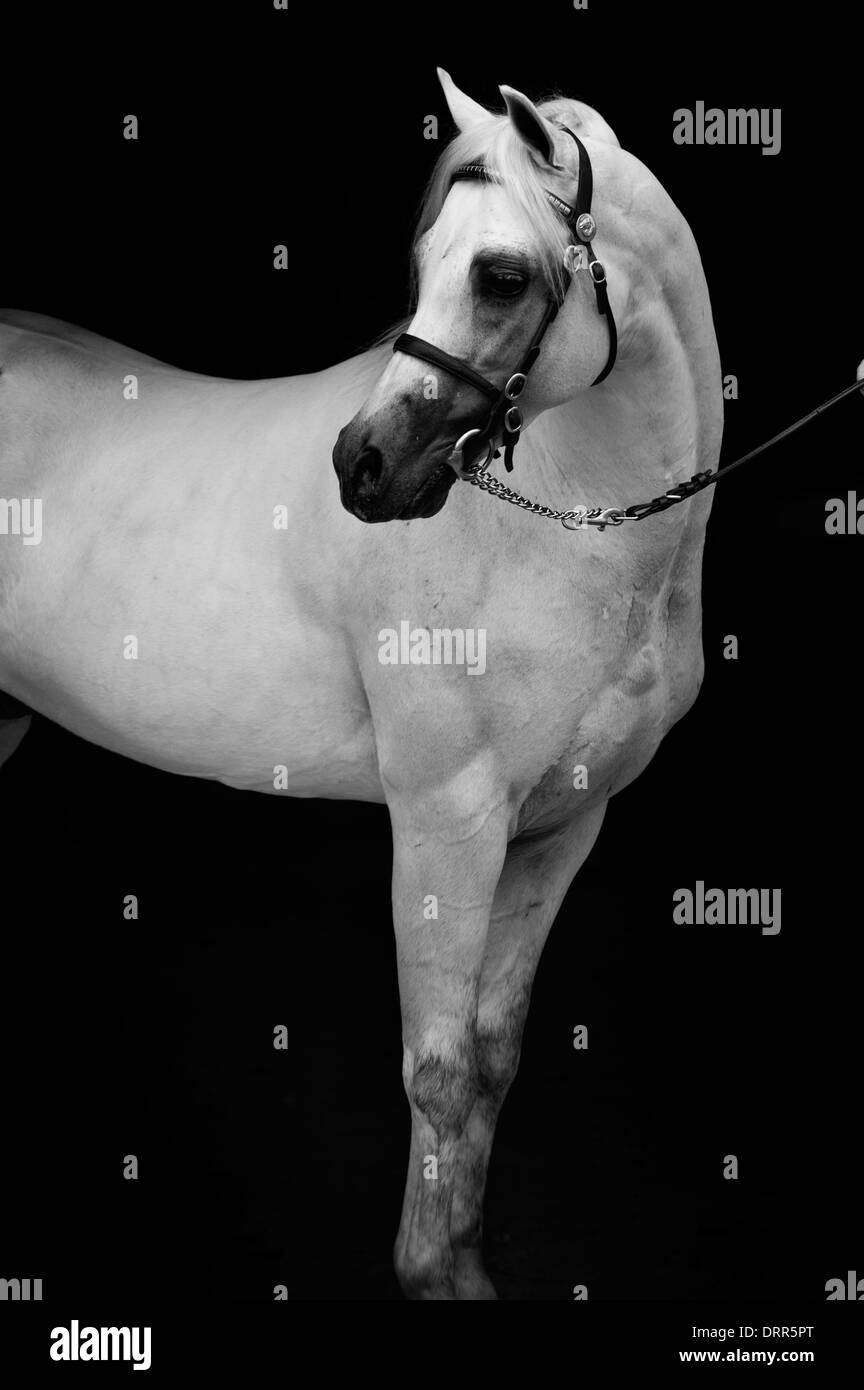 Portrait d'un gris blanc bridled Australian Pony stallion debout sur un fond noir. Banque D'Images