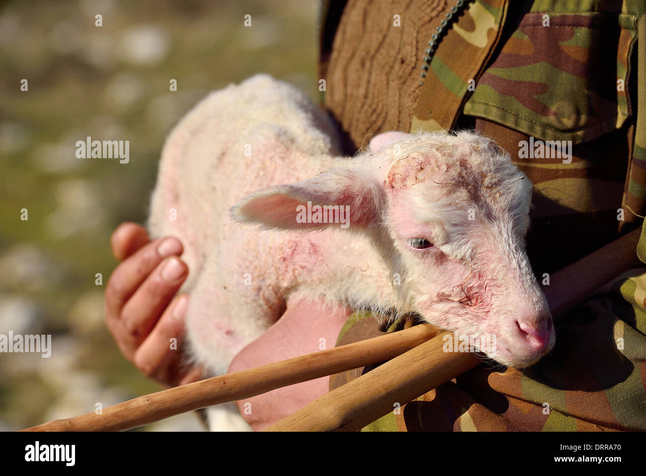 Jeune agneau à Shepherd Banque D'Images