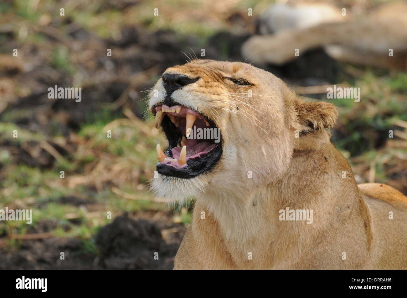 Lion (Panthera leo). Lionne le bâillement Banque D'Images