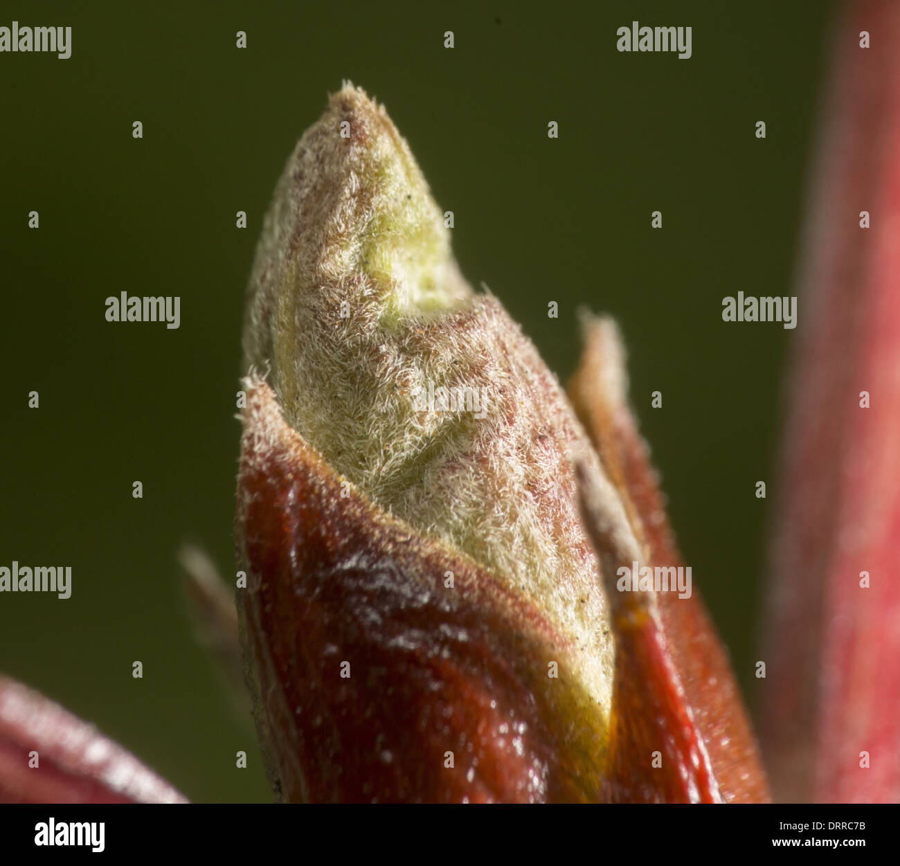 Bourgeon d'une Viburnam shrub Banque D'Images