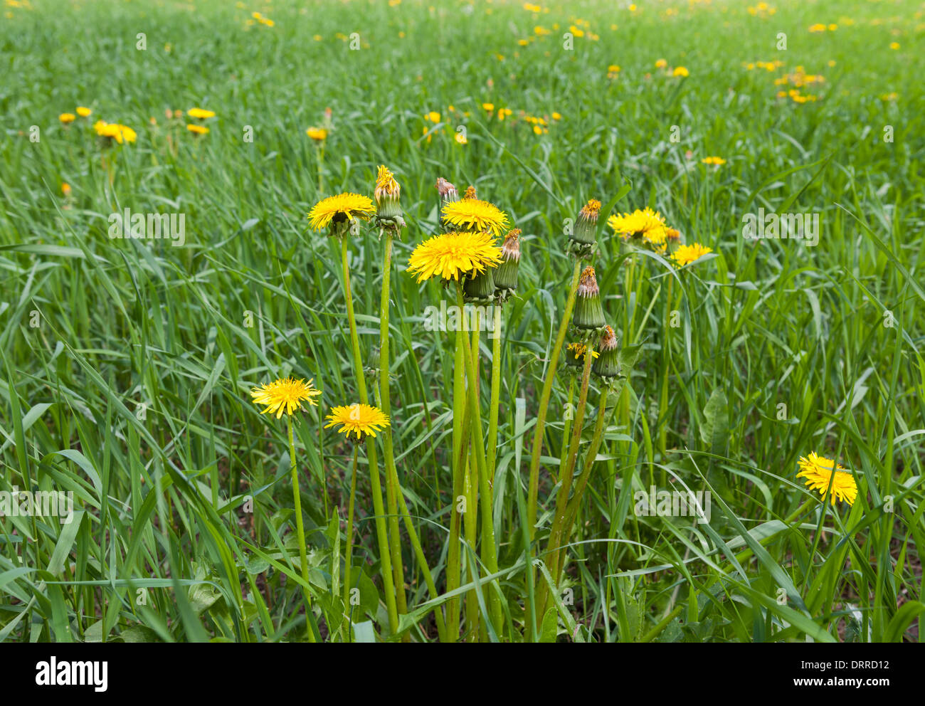 Belle floraison des pissenlits dans la pelouse Banque D'Images