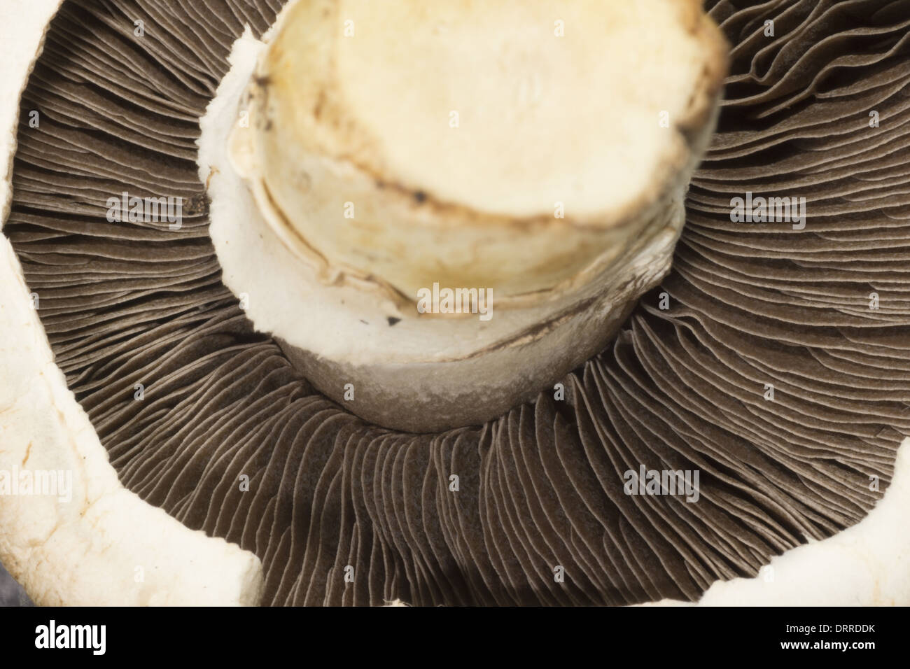 Gros plan de la face inférieure d'un montrant de champignons branchies Banque D'Images