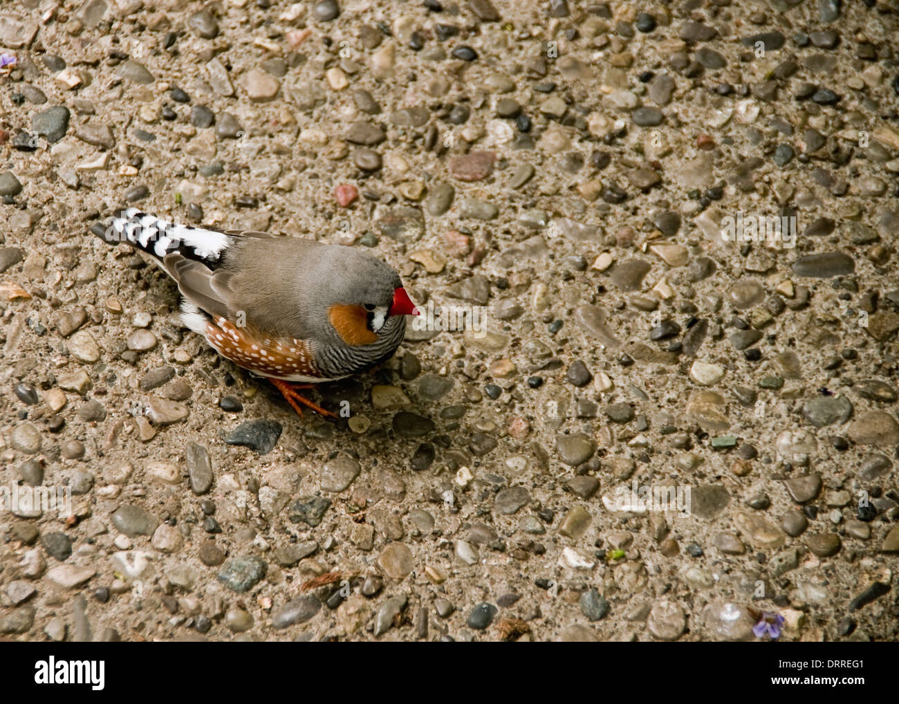 Une marche finch colorés le long d'une allée dans le Cambridge Butterfly Conservatory Banque D'Images