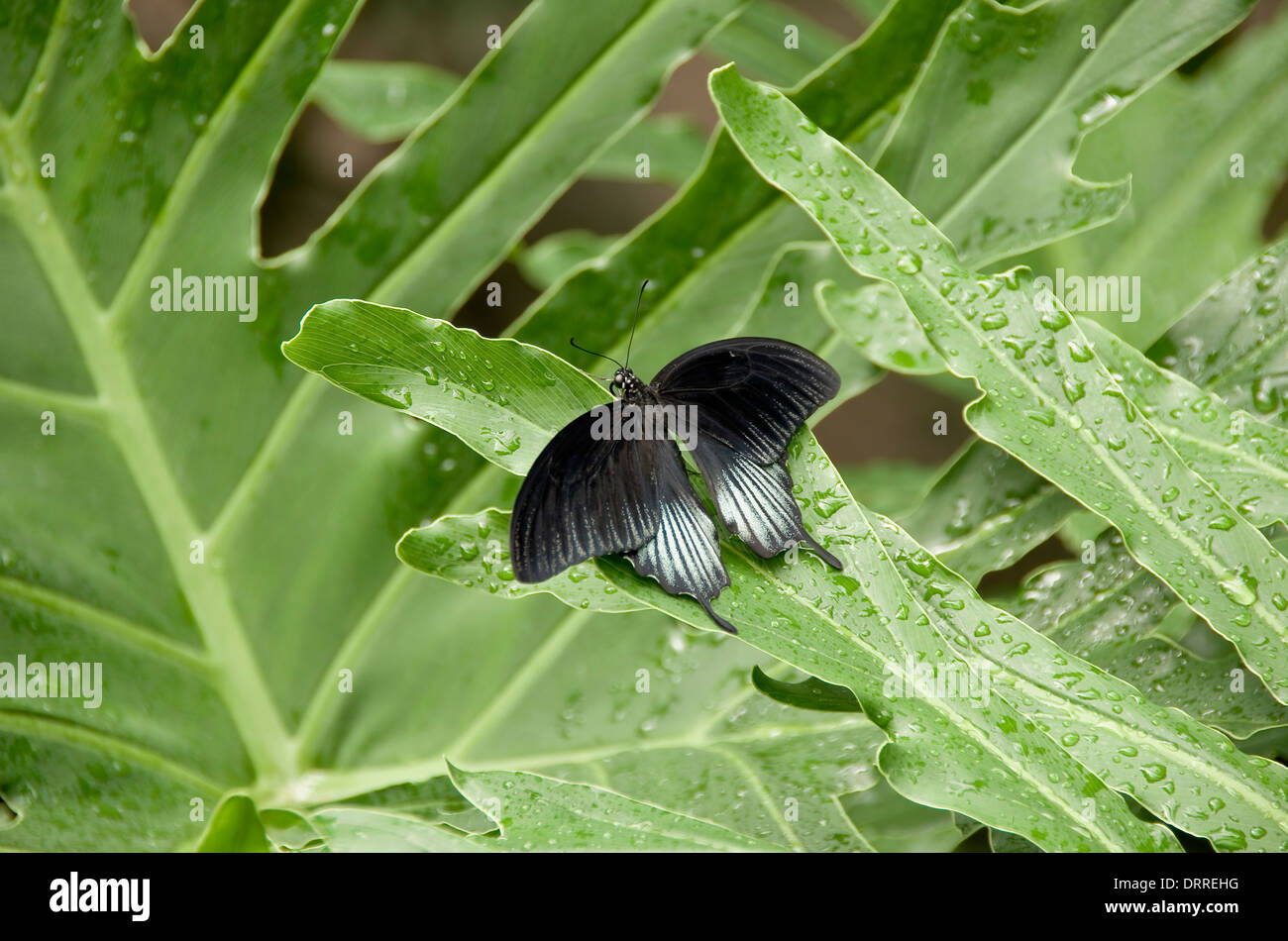 Grand papillon mormon, pris dans le conservatoire des papillons de Cambridge, Cambridge, Ontario, Canada Banque D'Images