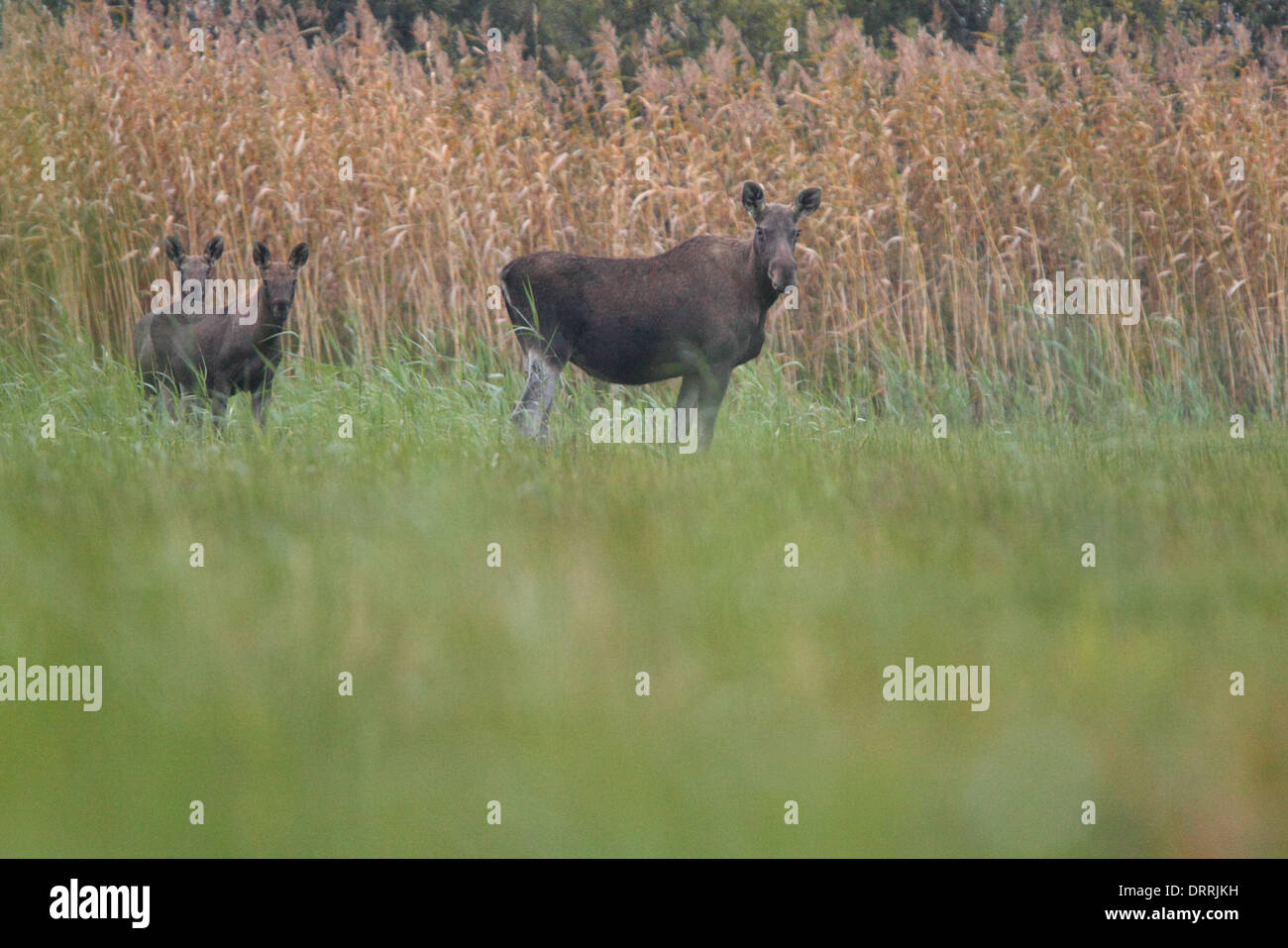 Femme sauvage l'Élan (Alces alces) avec des veaux à l'inondation. L'Europe Banque D'Images