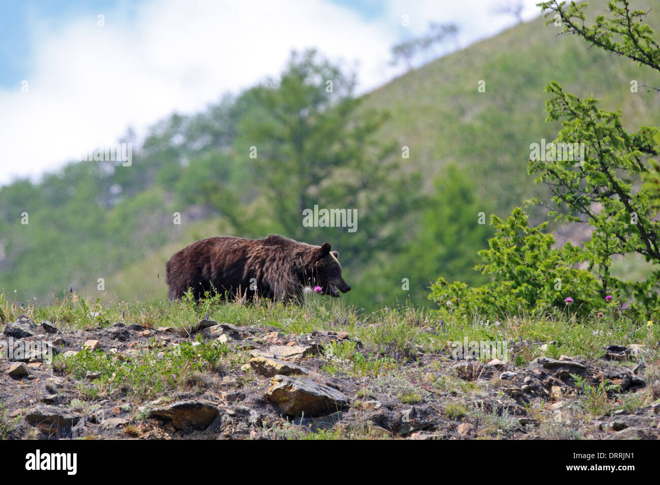 Ours brun (Ursus arctos), grimpant sur la montagne, sur le lac Baikal, Sibérie, Russie Banque D'Images