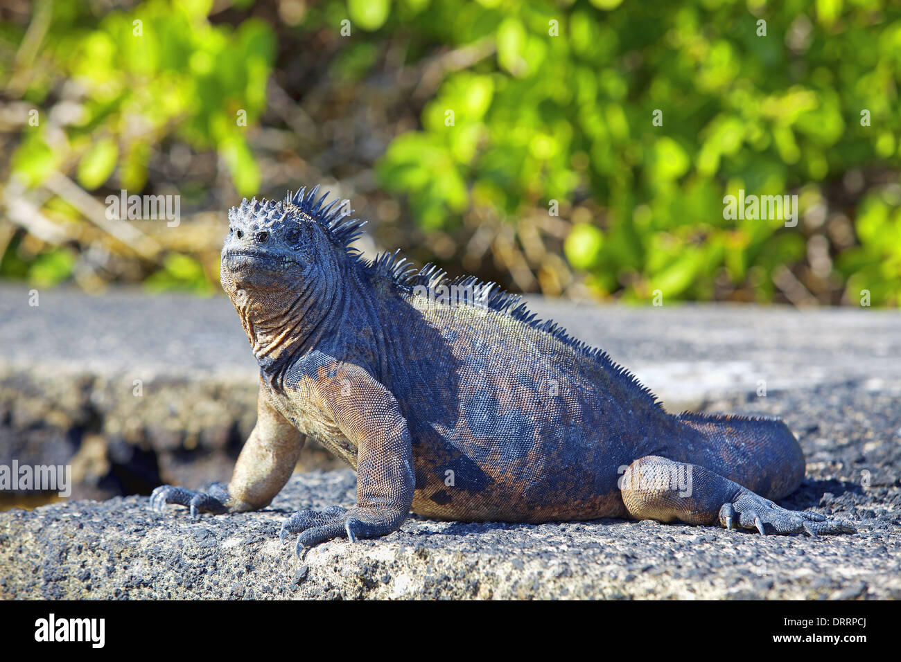 Iguane marin des Galapagos Banque D'Images