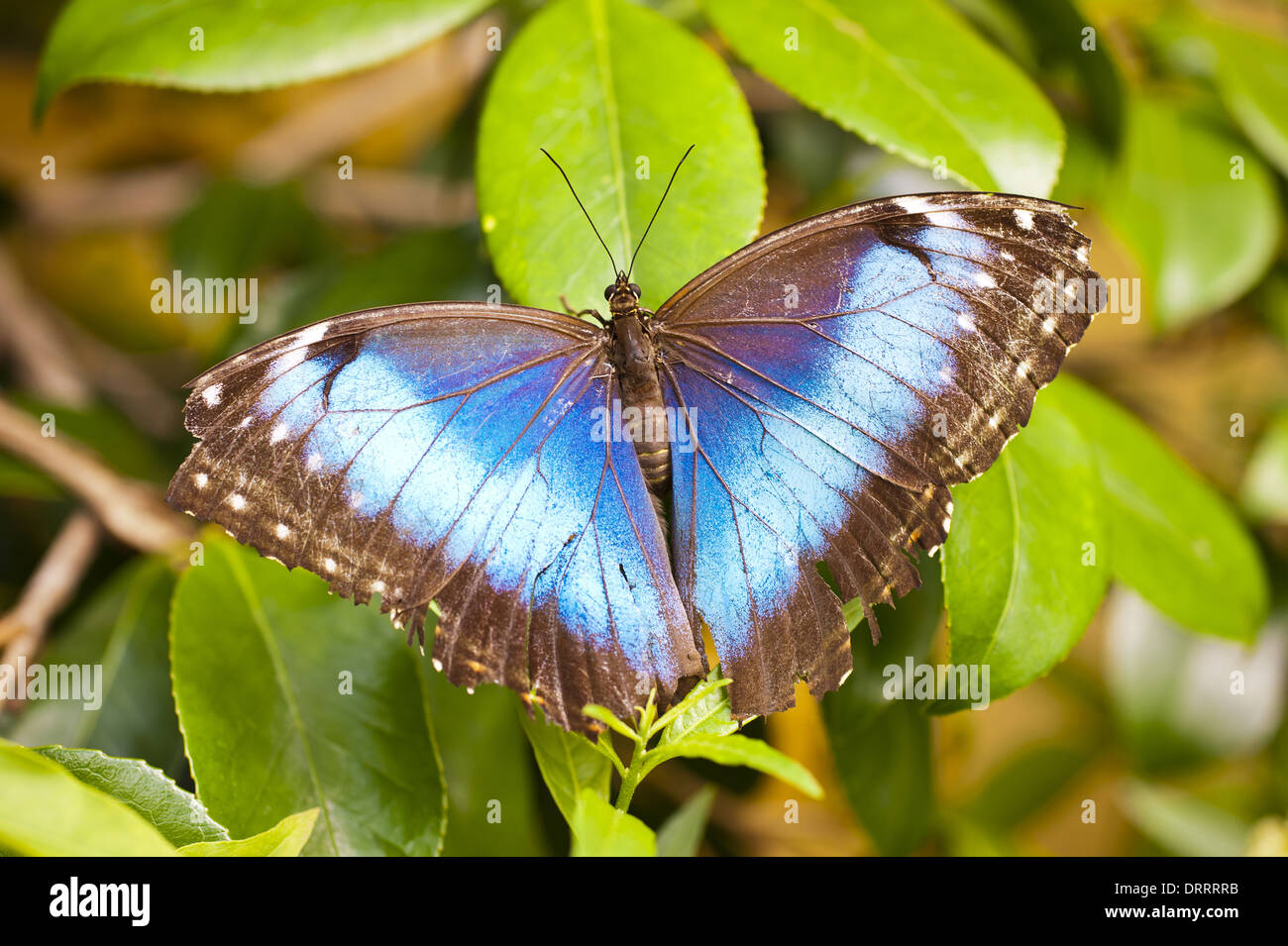 Caligo eurilochus Banque D'Images