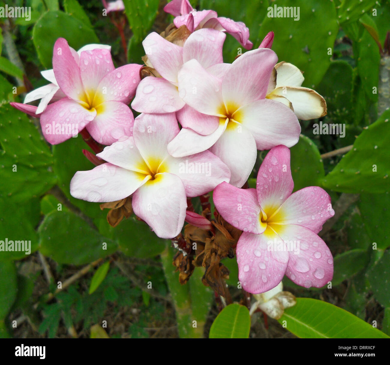 Station de frangipanier Banque de photographies et d’images à haute